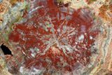 Beautiful, Red Arizona Petrified Wood Slab - #78143-1